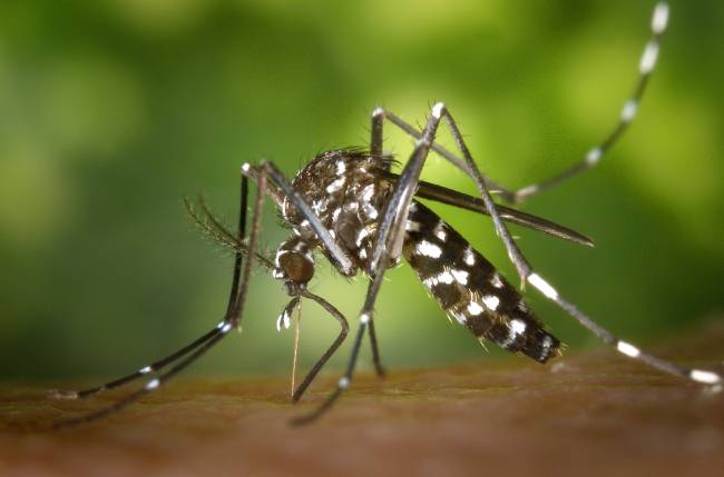 Man Slips Into Coma By Mosquito Undergoes Surgeries Reportedly