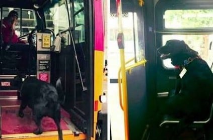 amazing pet dog uses Bus to go park and relaxing