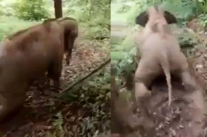 Calf elephant goes crazy video goes viral on social media