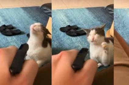 Cat Punishment Video Goes Viral, 11.5 million Views on Clip