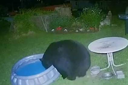 cheeky beast sneaks backyard enjoy spa night in kiddie pool viralvideo