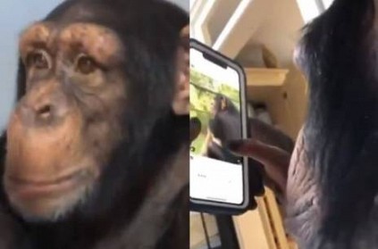 Chimpanzee monkey browsing smartphone and using Instagram viral video