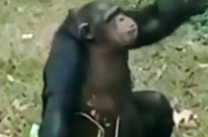 China, chimpanzee monkey smokes like human in a zoo