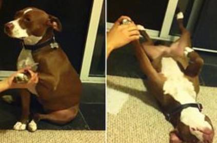 dog dramatically pretends to faint to avoid nail trimming