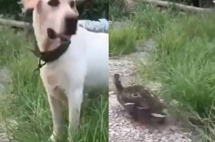 Duck plays dead to escape from dog video goes viral