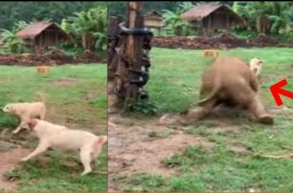 elephant gets slip while playing with dogs video goes viral