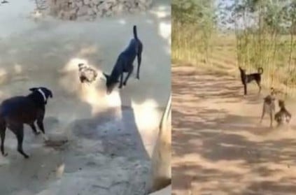 Hen fighting with dogs, Watch the funny Video Here