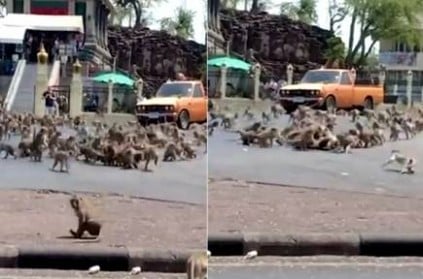 hundreds of monkeys fighting for one banana viral video