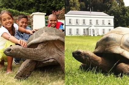 jonathan world oldestliving tortoise 190 years guinness