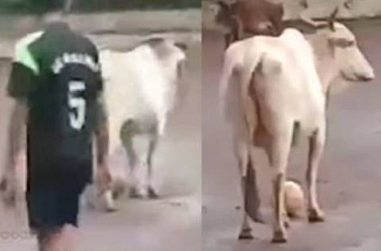 Kerala Cow Likes to Play football with youths, viral video