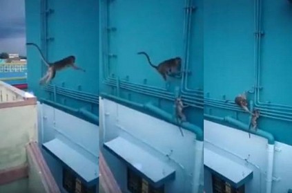 Mother monkey saves cub on the wall video goes viral on social media
