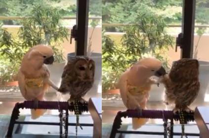 Parrot falls in love with Owl, video goes viral online