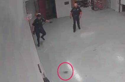 Two Cops assigned to Chase Squirrel in Police Station