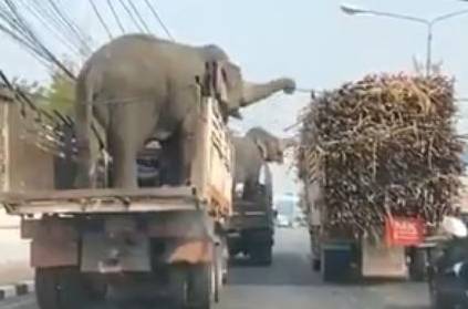 Two Elephants eats Sugarcane From Truck in Signal
