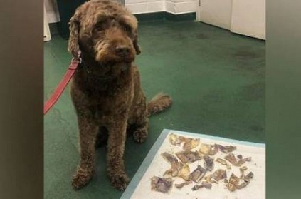 UK Dog eats 160 pound money, owner took him to hopsital bizarre