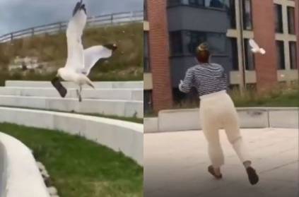 VIDEO: Bird flies away with woman\'s mobile goes viral