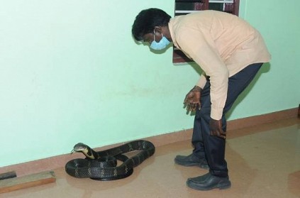 14-feet long king cobra was spotted inside the house of Aryankavu