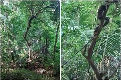 16 feet long king Kobra found at a rubber estate in Kerala