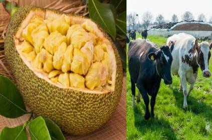 3 cow died after eating poisoned Jack fruit in Karnataka