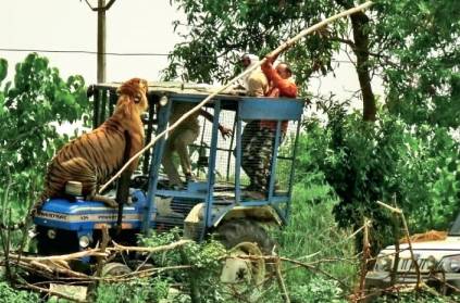 3 injured in tiger attack in Uttar Pradesh’s Pilibhit