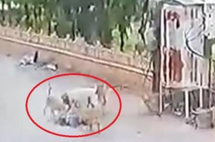 3-year-old child has been attacked by five stray dogs in Mathura