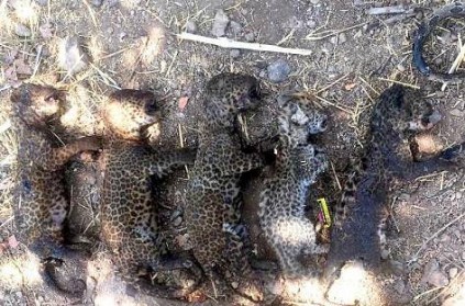 5 leopard cubs die in farm waste fire to kill a snakesugarcan