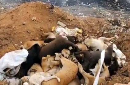 70 street dogs killed in telangana, heart breaking video