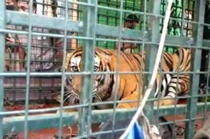 9 year old tiger that escaped from the Neyyar Safari Park