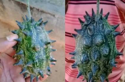 A farmer in Odisha has discovered a corona-shaped Cucumber.