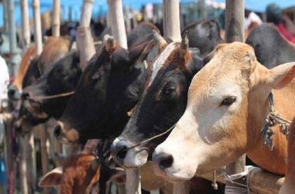 A farmer lodged a complaint against cows in Karnataka