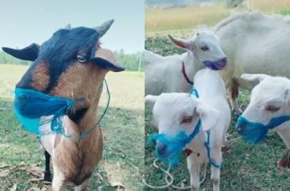 A person who built a mask for goat in fear of coronavirus