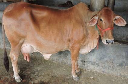 a pregnant cow had mixed wheat flour with explosives