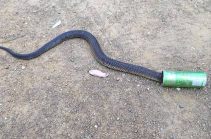 a snake struggled to get his head into a bottle of cool drinks