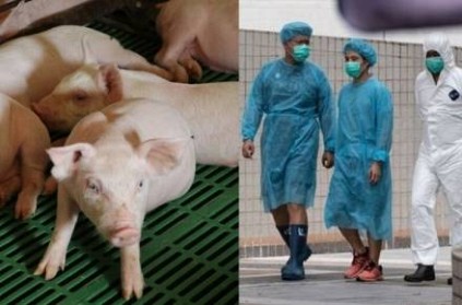 African Swine flu detected in Assam, 2,500 pigs killed