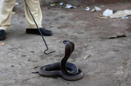 After dengue, malaria and Covid, Man survives cobra bite in Rajasthan