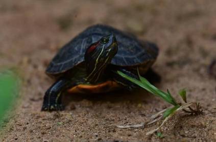 america Red-eared turtles have been found in Kerala