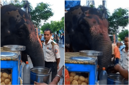 An elephant enjoys Pani puri while coming back from a ride