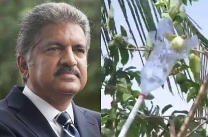 anand mahindra shares video of tool to pluck fruits