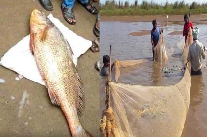 Andhra Pradesh, a fish caught in a net bid for Rs 2.40