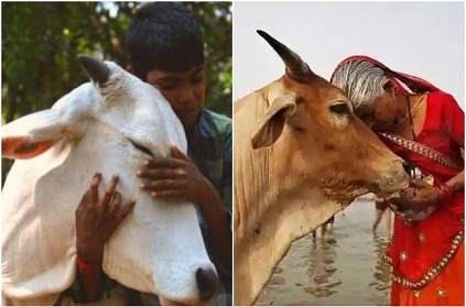 Animal welfare board withdrawn cow hug day on Feb 14