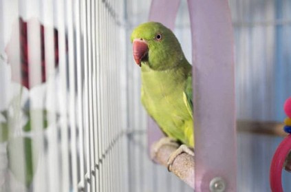 annoyed by neighbour parrot sound old man went to police