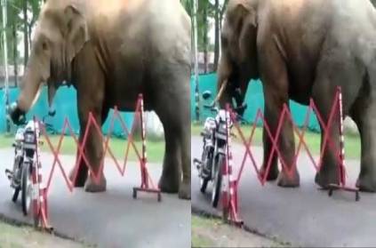 Assam a wild elephant grabs helmet bike parked on the side
