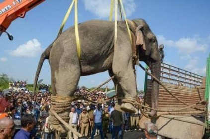 Assam Rogue Elephant Bin Laden Dies After Six Days In Captivity