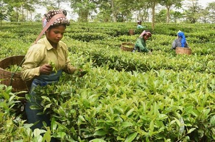 Assam tea sold for one lakh rupee per kg at auction