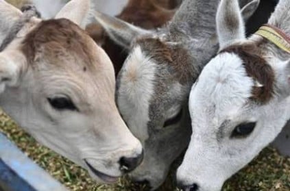 Ayodhya Civic Body to Buy Coats for Cows to Tackle Winter
