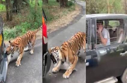 bengaluru bengal tiger pulls safari vehicle in bannerghatta park