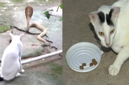Bhubaneswar cat stopped 4-foot snake enter owner\'s house