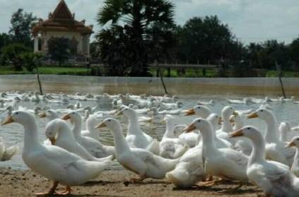 bird flu detected in kerala after rajasthan and madhyapradesh