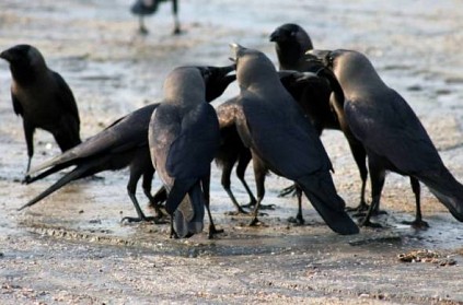Bird flu scare after death of 250 crows in Rajasthan