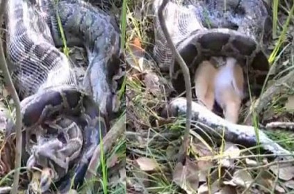 Burmese python swallowing a deer goes viral on social media